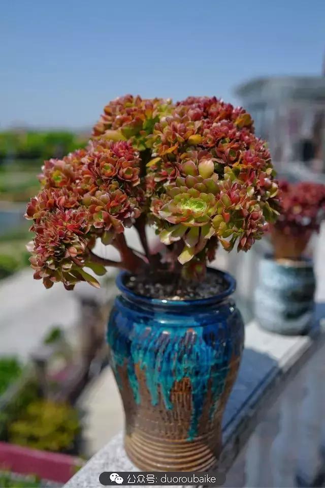 多肉新手入坑10大误区,多肉入坑法师