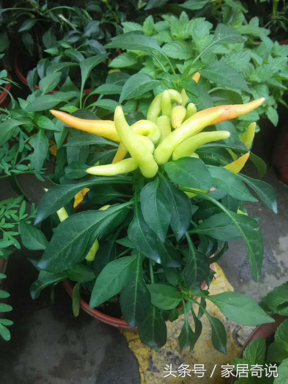 适合室内的花卉盆景,适合家里养的花盆景