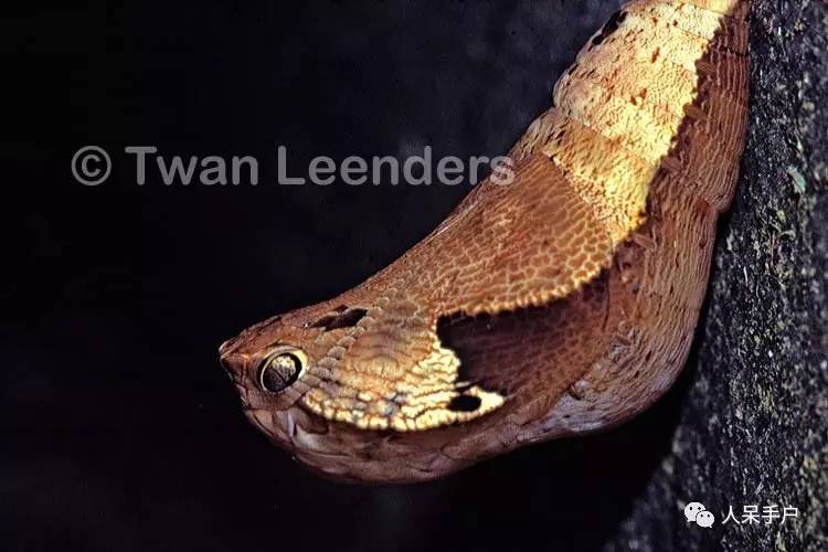 集结拍案称奇的拟态大师