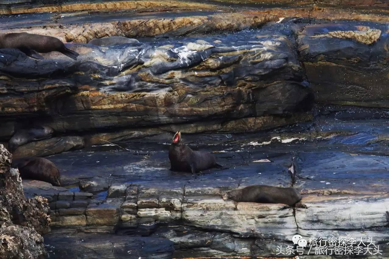 中国哪里可以抱考拉,全球哪里可以抱考拉