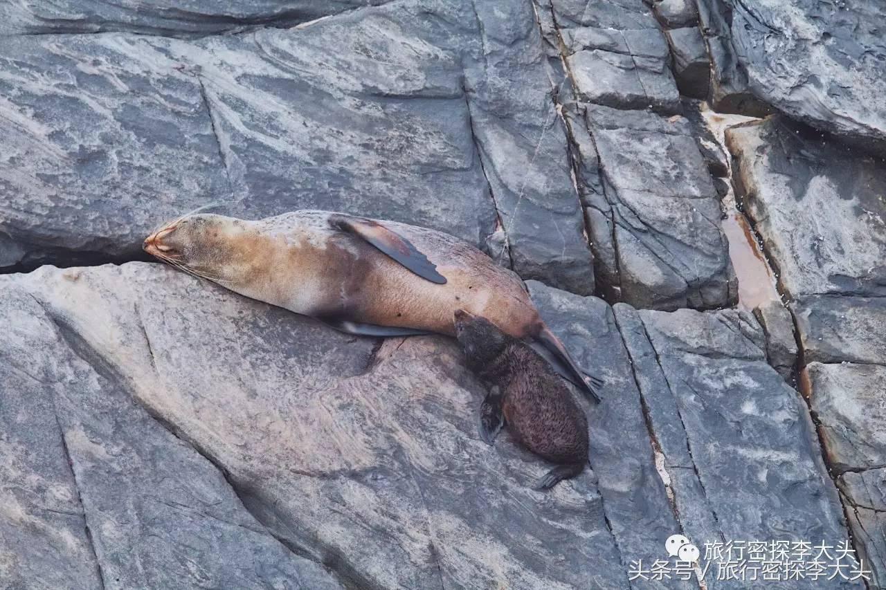 中国哪里可以抱考拉,全球哪里可以抱考拉