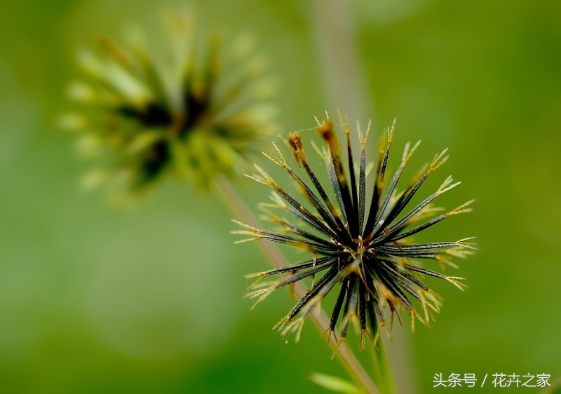 植物传播种子方法科普,植物果实传播的方法有哪些