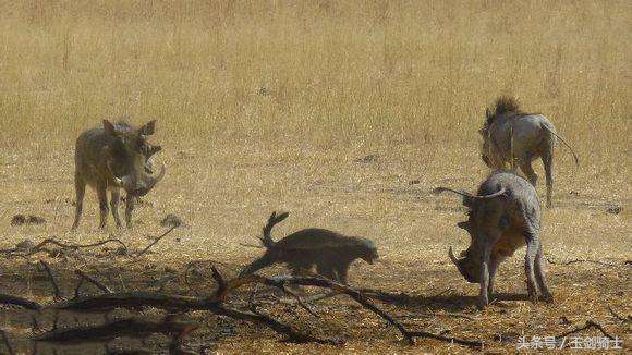 这回糗大了！你们的“扛把子”平头哥竟然被这货干翻了！