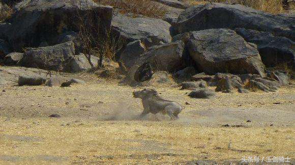 这回糗大了！你们的“扛把子”平头哥竟然被这货干翻了！