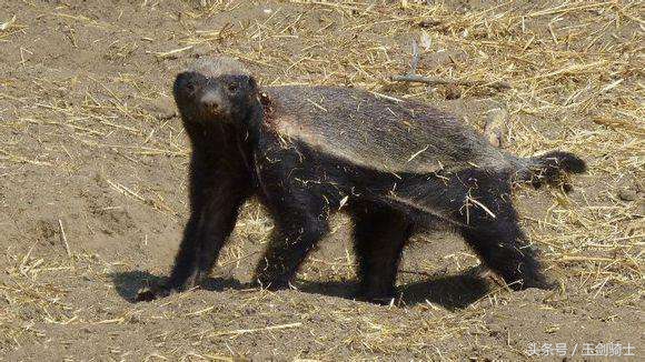 这回糗大了！你们的“扛把子”平头哥竟然被这货干翻了！