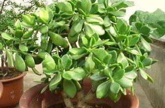 吉娃娃多肉植物有毒吗视频,金钱木多肉植物盆景有毒吗