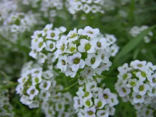 三台山五月盛开的花,5月宿迁三台山开什么花