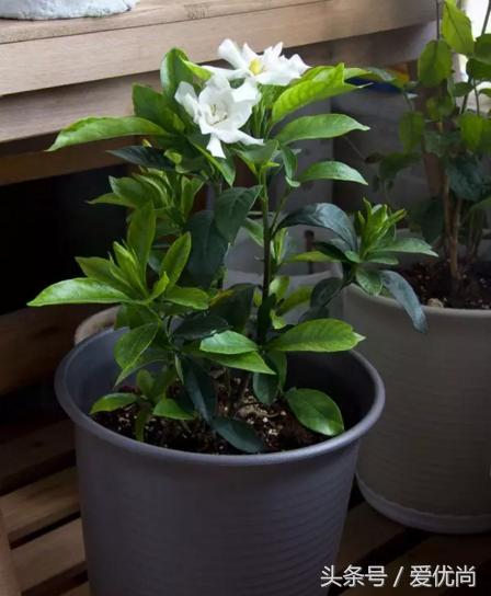 栀子花叶子发黄干枯是怎么回事,栀子花移栽后叶子蔫发黄怎么办