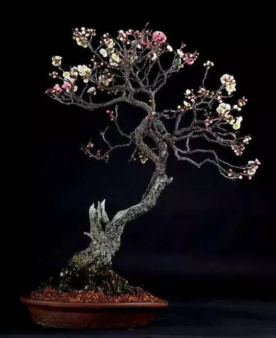 为什么说腊梅是梅花,陆游眼中的梅花是怎样的