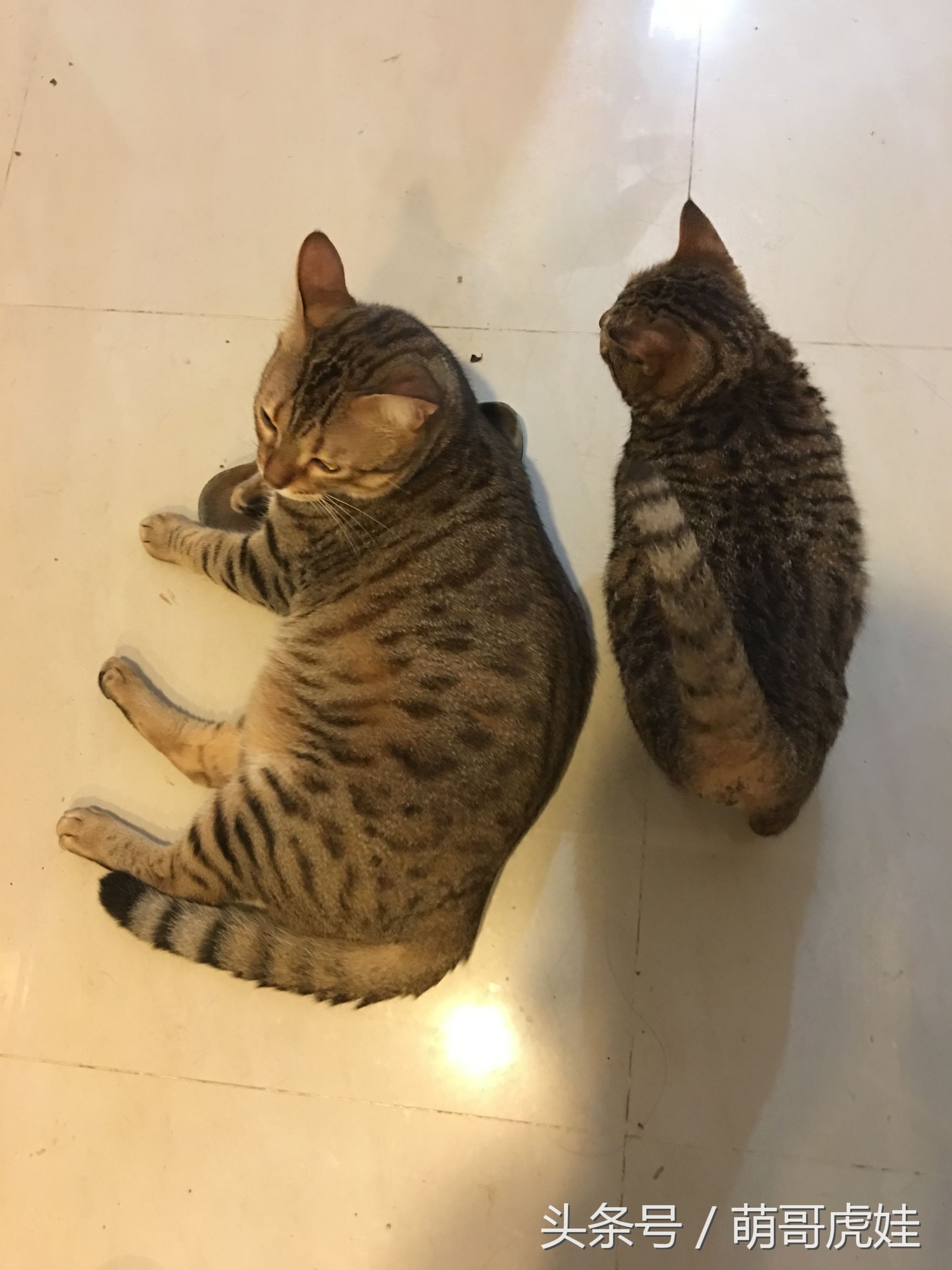 家里的母猫没有怀孕咪咪却变大了，铲屎的：你在外面都干了什么？