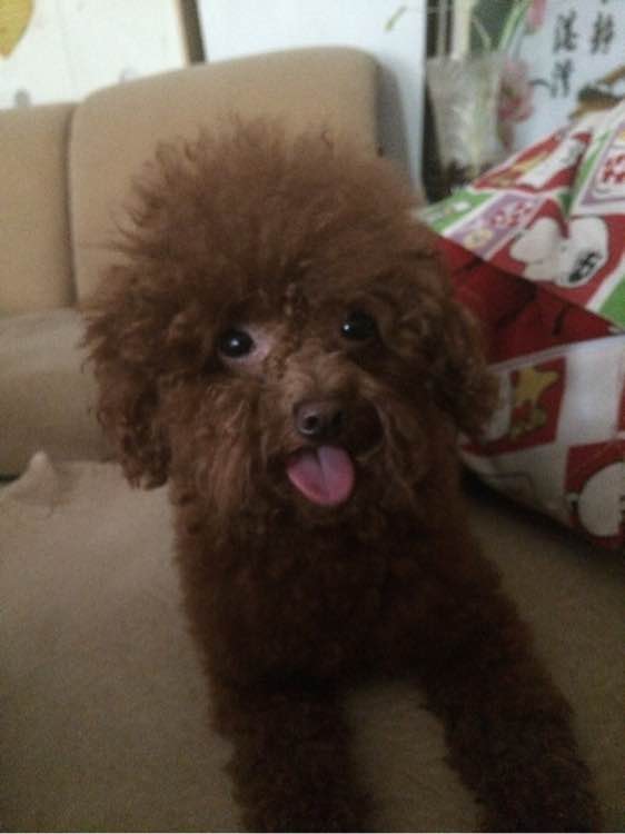 母狗突然狂躁是什么原因,我家的母狗过于活泼怎么办