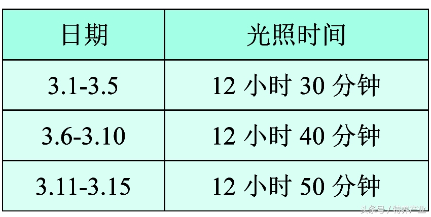 水貂妊娠期管理要点,水貂多大繁殖好养活