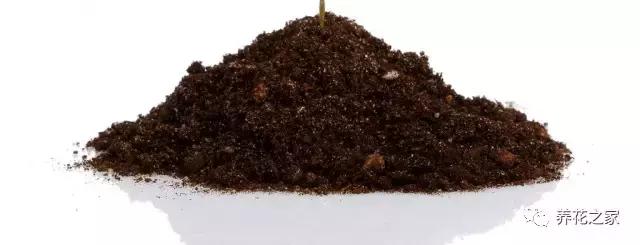 花盆里有蚂蚁怎么办蚂蚁最怕啥,花盆里有蚯蚓好不好