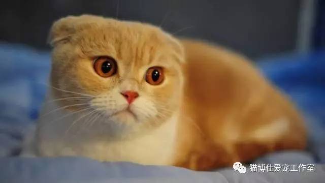 照顾新生小猫咪,怎么照顾小猫咪