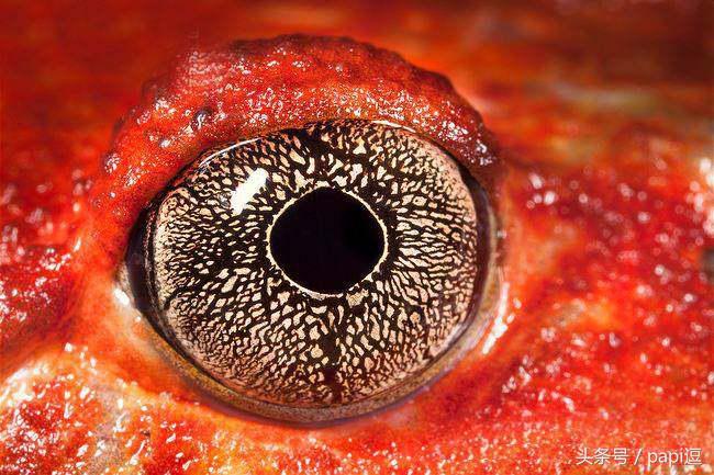 高清镜头下的眼睛看起真美，看眼睛猜动物你能猜对几个