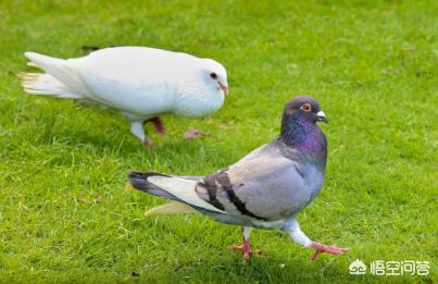 鸽子好养殖吗,一对鸽子一年利润多少