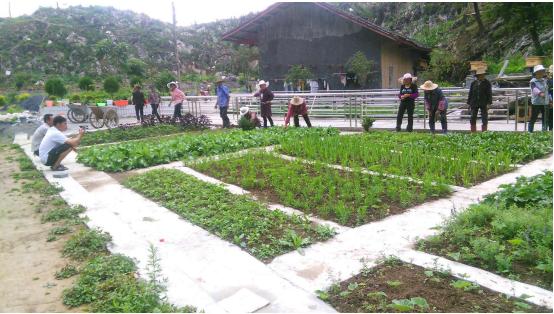 关于加快中药材产业化发展意见,中药材种植前景分析