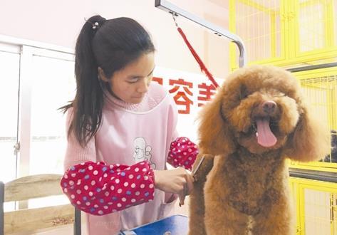 宠物美容师赚钱不,宠物美容师地位很低吗为什么
