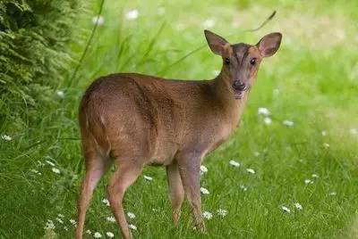 麂皮网面白鞋怎么清洗干净,麂皮小白鞋清洗小妙招