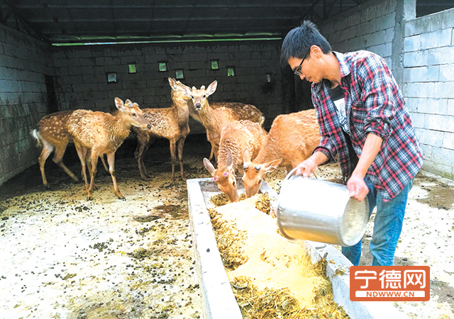 周宁县茶产业扶持项目,周宁县创业