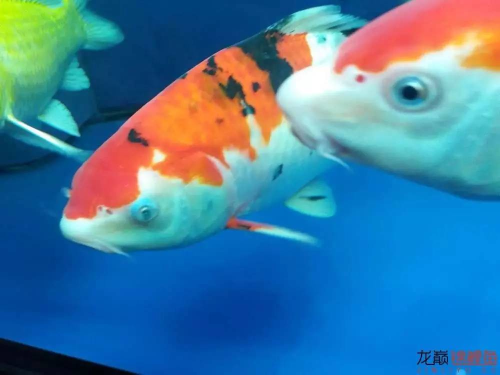 蒙药治眼疾,蒙医治眼奇方效果怎么样