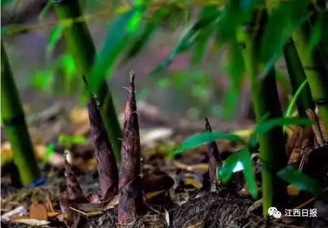 吃螃蟹小心食物中毒,吃螃蟹全身红肿