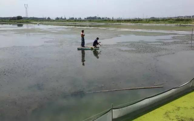 远离水域的关注事项,河蟹水瘪子病的预防和治疗