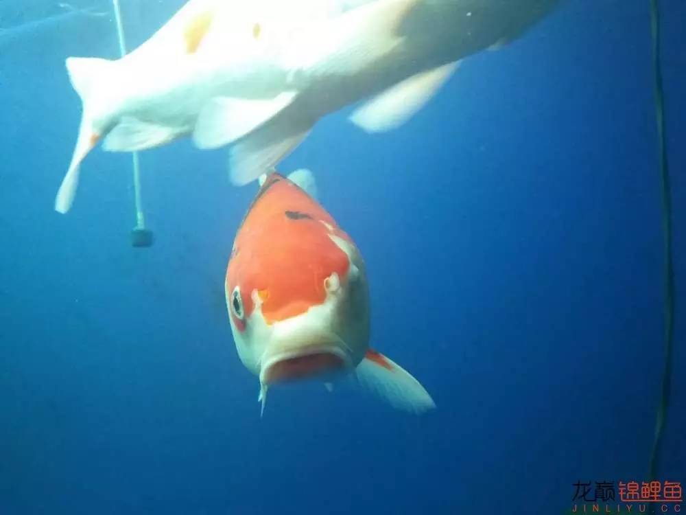 蒙药治眼疾,蒙医治眼奇方效果怎么样