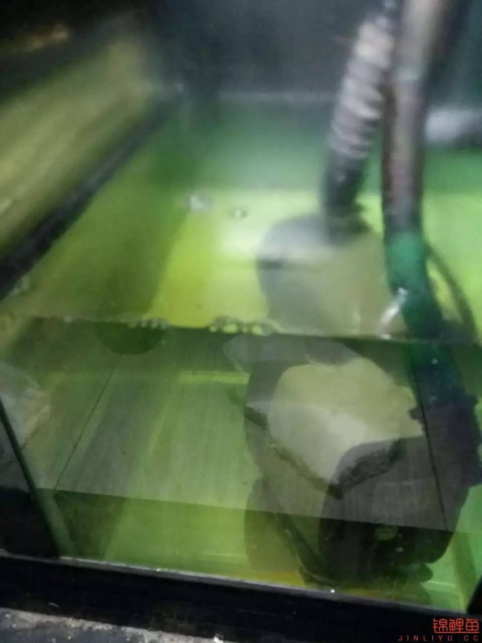 蒙药治眼疾,蒙医治眼奇方效果怎么样