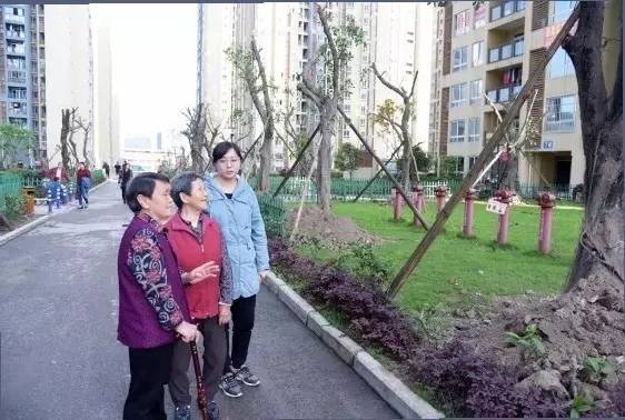 万有广场小区种下了120棵小叶榕树！来看看是怎么回事吧