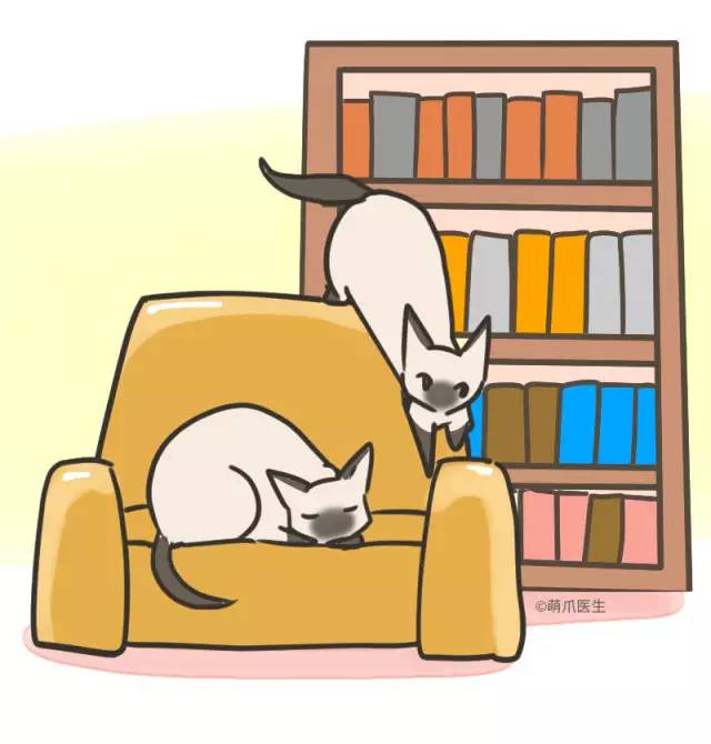 暹罗猫挖煤,挖煤队长暹罗猫