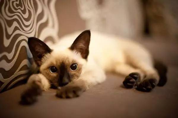 暹罗猫挖煤,挖煤队长暹罗猫