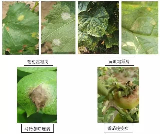 辣椒霜霉疫病怎么防治,霜疫病特效药一览表