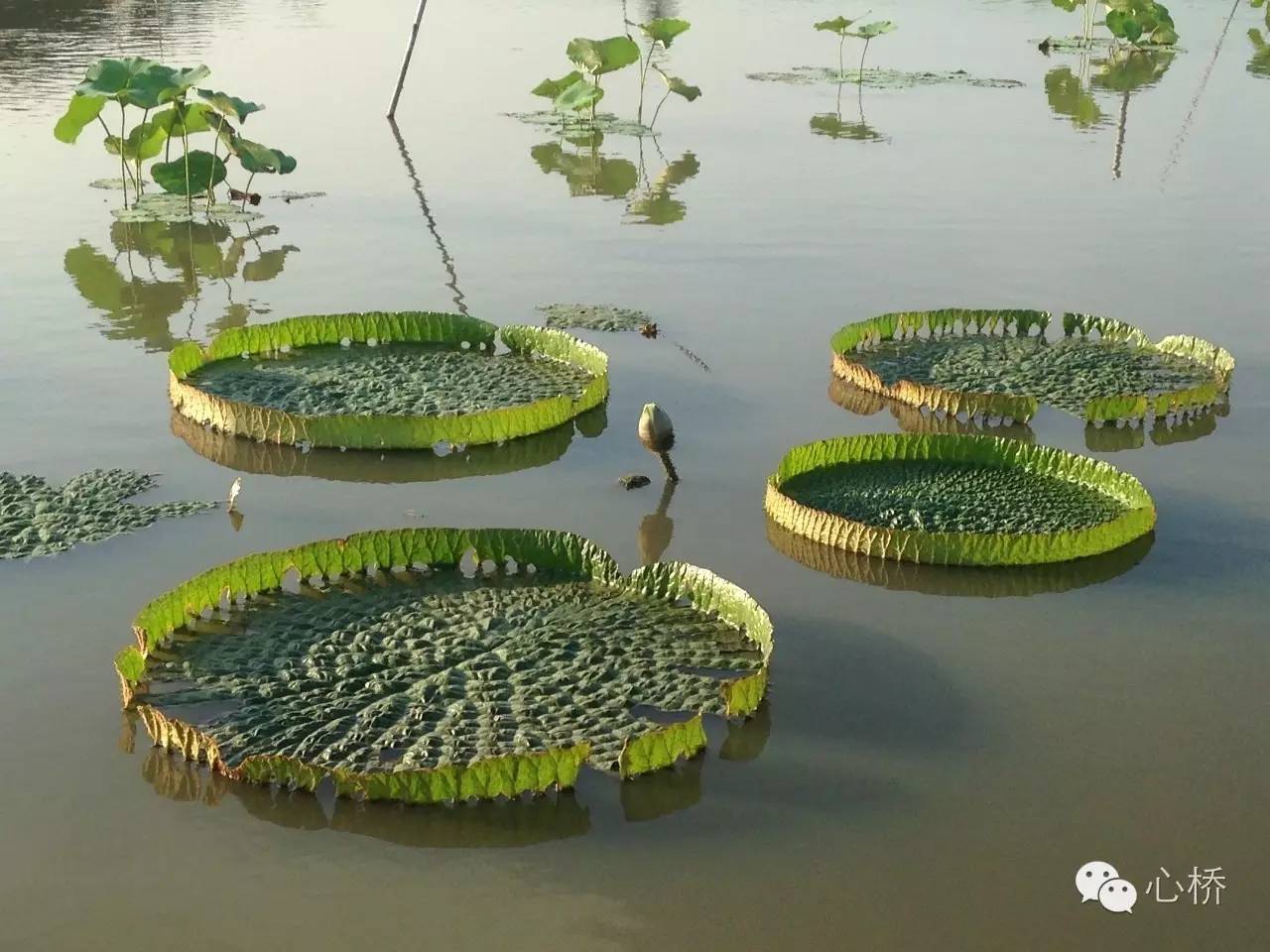 治疗失眠的心脏药,专治失眠好药