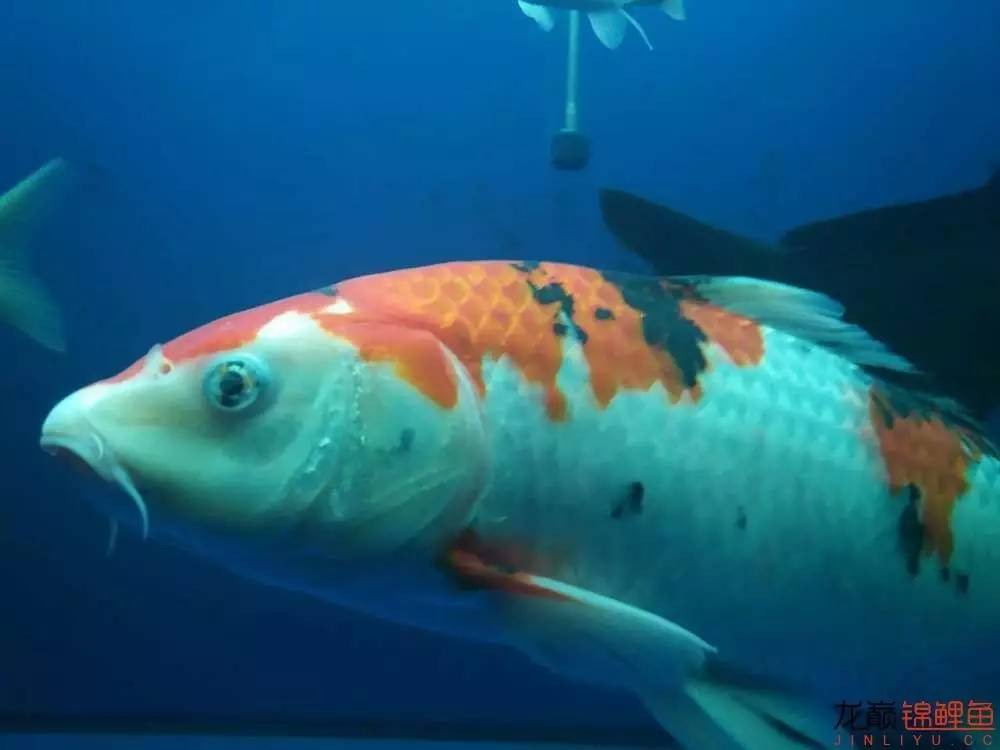 蒙药治眼疾,蒙医治眼奇方效果怎么样