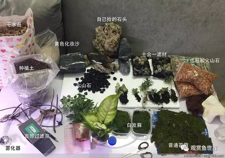 原生水陆缸开缸过程,超美摄影师