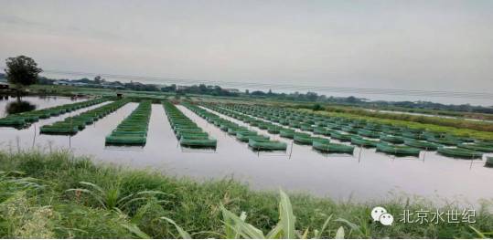 塘口白露节关注事项和禁忌,白露时节黄鳝如何管理