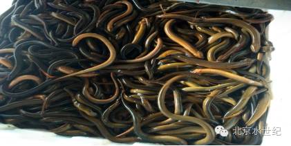 塘口白露节关注事项和禁忌,白露时节黄鳝如何管理