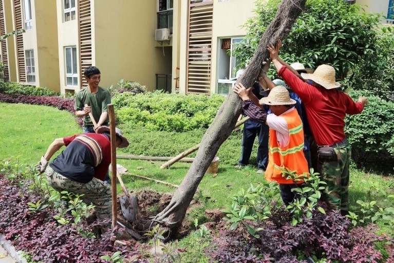 万有广场小区种下了120棵小叶榕树！来看看是怎么回事吧