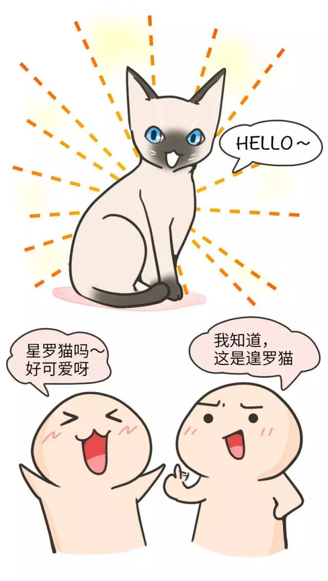 暹罗猫挖煤,挖煤队长暹罗猫