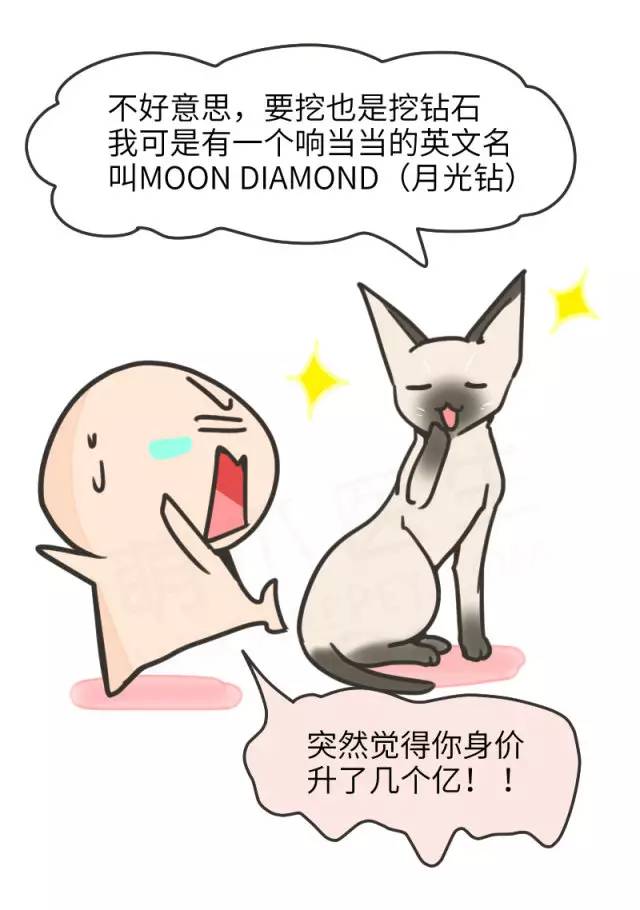 暹罗猫挖煤,挖煤队长暹罗猫