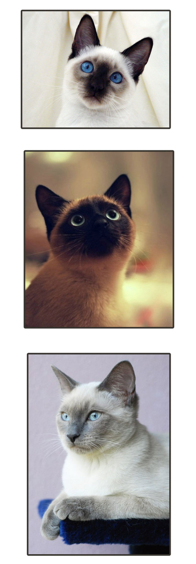 暹罗猫挖煤,挖煤队长暹罗猫