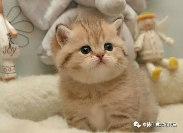 照顾新生小猫咪,怎么照顾小猫咪