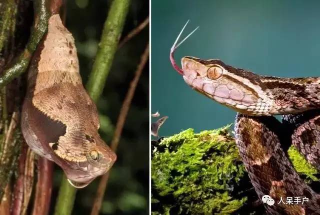 集结拍案称奇的拟态大师