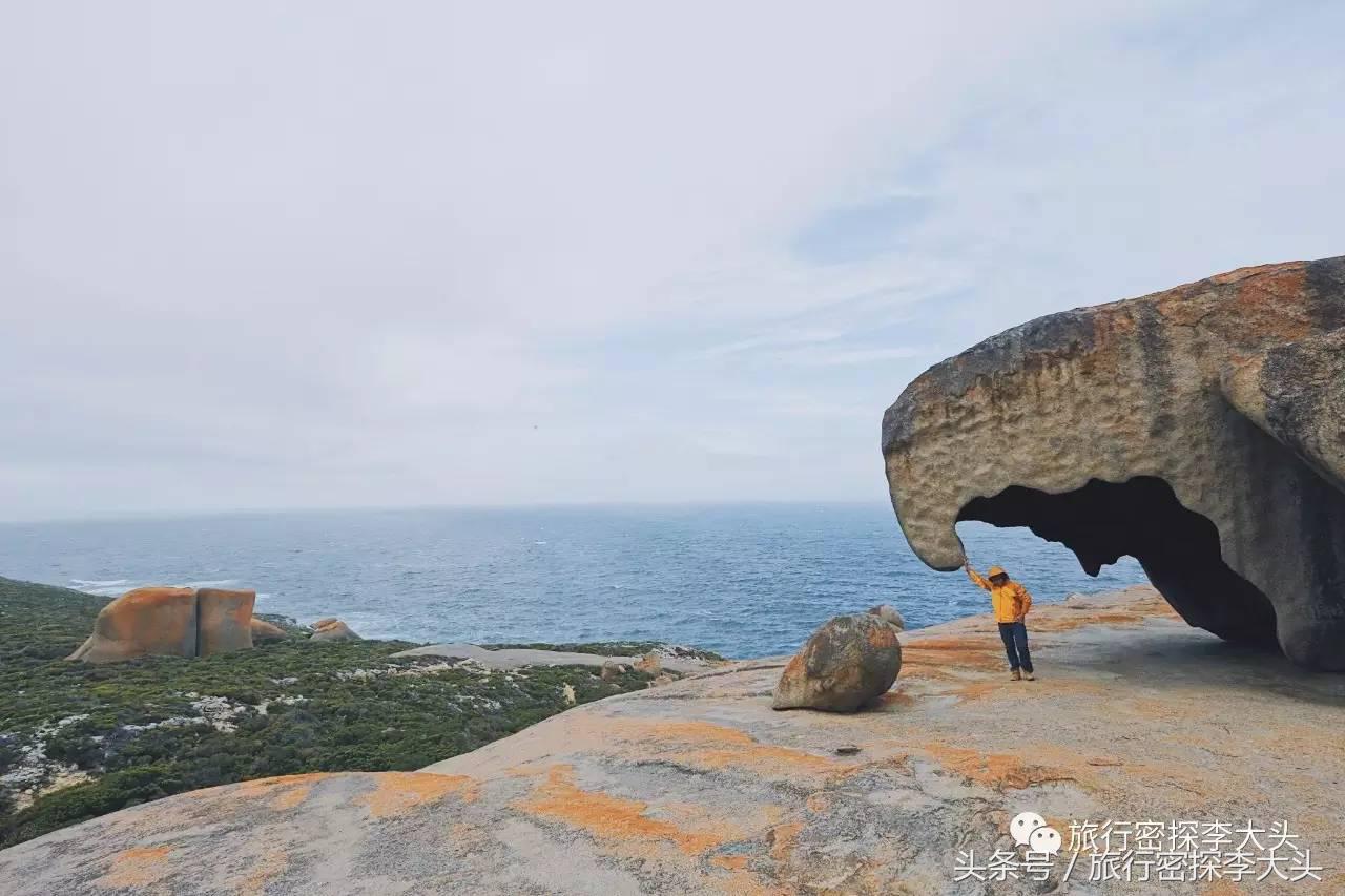 中国哪里可以抱考拉,全球哪里可以抱考拉