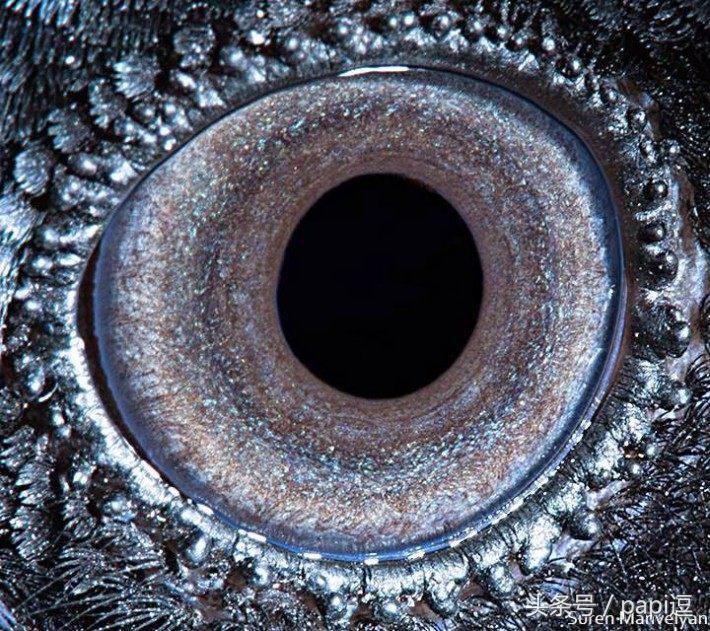 高清镜头下的眼睛看起真美，看眼睛猜动物你能猜对几个
