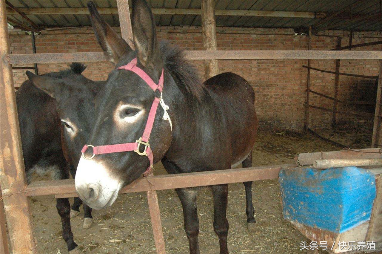 养驴场应如何进行驱虫？