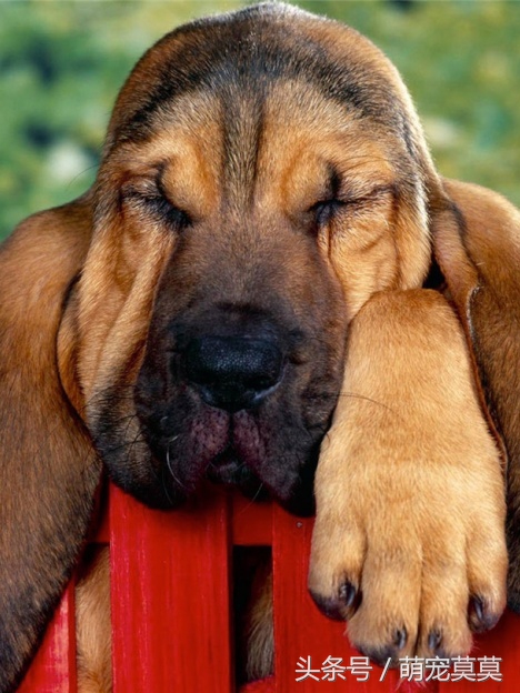 狗狗中暑了怎么办,狗狗中暑倒地抽搐