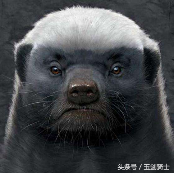 这回糗大了！你们的“扛把子”平头哥竟然被这货干翻了！