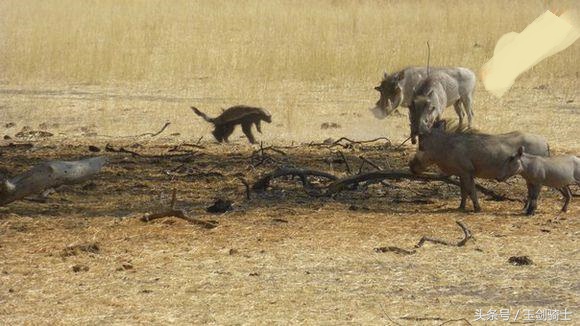 这回糗大了！你们的“扛把子”平头哥竟然被这货干翻了！